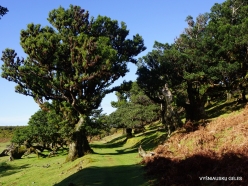 Fanal Forest. Madeira Laurel (Ocotea foetens) (47)