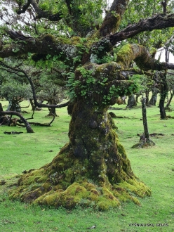 Fanal Forest. Madeira Laurel (Ocotea foetens) (5)