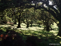 Fanal Forest. Madeira Laurel (Ocotea foetens) (51)