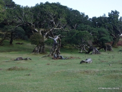 Fanal Forest. Madeira Laurel (Ocotea foetens) (53)