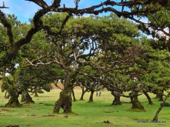 Fanal Forest. Madeira Laurel (Ocotea foetens) (8)