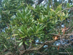 Old road from Sao Vicente to Seixal. Canary Laurel (Apollonias barbujana)