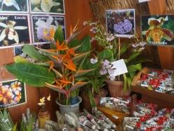 Santana. Parque Temático da Madeira. Flower shop (2)