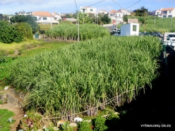 Levada Nova. Sugarcane plantation (2)