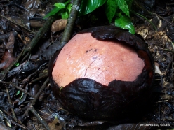 Kelantan. Lojing Highlands. Rafflesia kerrii bud (3)
