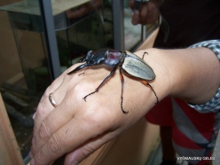 Pahang. Near Tanah Rata. Cameron Highland Butterfly Farm. Stag beetle (2)