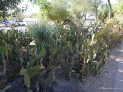 1 Las Vegas. Ethel M Cactus Garden (14)