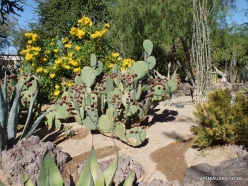 1 Las Vegas. Ethel M Cactus Garden (15)