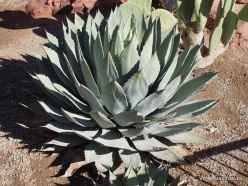 1 Las Vegas. Ethel M Cactus Garden. Agave sp.