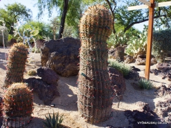 1 Las Vegas. Ethel M Cactus Garden. Compass Barrel Cactus (Ferocactus cylindraceus)