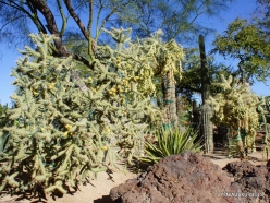 1 Las Vegas. Ethel M Cactus Garden. Cylindropuntia molesta (2)