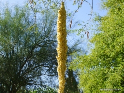 1 Las Vegas. Ethel M Cactus Garden. Desert Spoon (Dasylirion wheeleri) (3)