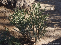 1 Las Vegas. Ethel M Cactus Garden. Diamond Cholla (Cylindropuntia ramosissima)