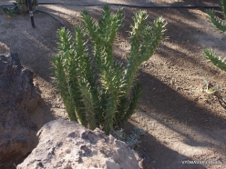 1 Las Vegas. Ethel M Cactus Garden. Eve's Needle Cactus (Austrocylindropuntia subulata) (2)