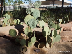 1 Las Vegas. Ethel M Cactus Garden. Pap Pricky Pear (Opuntia erinacea var.hystricina)