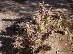 1 Las Vegas. Ethel M Cactus Garden. Paper spine cactus (Opuntia articulata ‘Papyracantha‘)