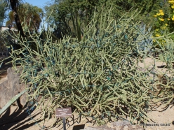 1 Las Vegas. Ethel M Cactus Garden. Pencil cholla (Cylindropuntia arbuscula)