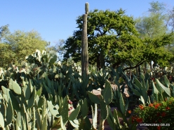 1 Las Vegas. Ethel M Cactus Garden. Saguaro (Carnegiea gigantea) (2)
