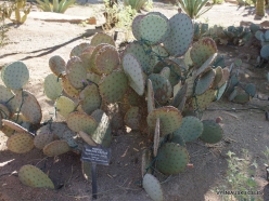 1 Las Vegas. Ethel M Cactus Garden. Santa Rita prickly pear (Opuntia santa-rita)
