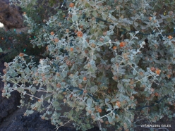 1 Las Vegas. Ethel M Cactus Garden. Wooly Butterfly Bush (Buddleia marubifolia)