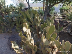 1 Las Vegas. Ethel M Cactus Garden. bunny ears cactus (Opuntia microdasys) (2)