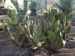 1 Las Vegas. Ethel M Cactus Garden. Bunny ears cactus (Opuntia microdasys) (3)