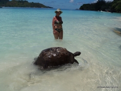 Seychelles. Curieuse. Aldabra giant tortoise (Aldabrachelys gigantea) (12)