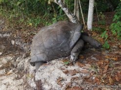 Seychelles. Curieuse. Aldabra giant tortoise (Aldabrachelys gigantea) (6)