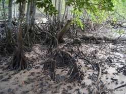 Seychelles. Curieuse. Mangrove. Avicennia marina (3)