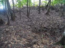 Seychelles. Curieuse. Mangrove. Giant mangrove whelk(Terebralia palustris)