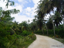 Seychelles. La Digue. L'Union Estade. Coconut Palm Tree (Cocos nucifera)