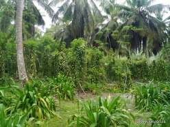 Seychelles. La Digue. L'Union Estade. Vanilla plantation (Vanilla planifolia) (2)