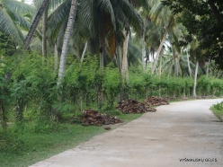 Seychelles. La Digue. L'Union Estade. Vanilla plantation (Vanilla planifolia) (3)