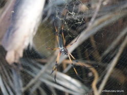 Seychelles. Praslin. Anse Volbert. Golden Orb-Web Spider (Nephila inaurata)