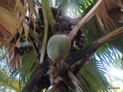Seychelles. Praslin. Fond Ferdinand. Coco de Mer (Lodoicea maldivica) (2)