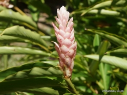 Seychelles. Praslin. Fond Ferdinand.. Pink Ginger (Alpinia purpurata f.rosea) (2)