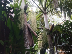Seychelles. Praslin. Valle de Mai. Cabbage palm (Deckenia nobilis)