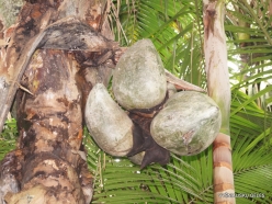 Seychelles. Praslin. Valle de Mai. Fruits of Coco de Mer (Lodoicea maldivica) (2)