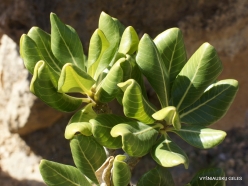 Wadi Kalysan. Desert roses (Adenium obesum socotranum) (25)
