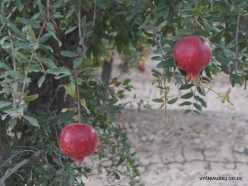 Near Pamukkale. Pomegranate (Punica granatum)