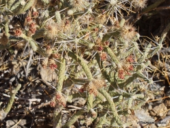 Joshua Tree National Park. Colorado desert. Pencil Cholla (Cylindropuntia ramosissima) (4)