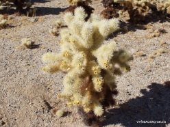 Joshua Tree National Park. Colorado desert. Teddy bear cholla (Cylindropuntia bigelovii) (2)