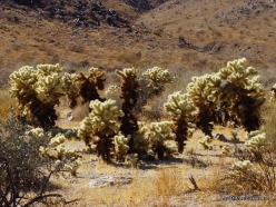 Joshua Tree National Park. Colorado desert. Teddy bear cholla (Cylindropuntia bigelovii) (3)
