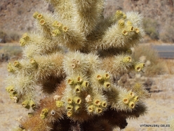 Joshua Tree National Park. Colorado desert. Teddy bear cholla (Cylindropuntia bigelovii) (4)