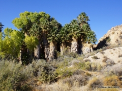 Joshua Tree National Park. Lost Palms Oasis. Desert Fan Palm (Washingtonia filifera) (2)