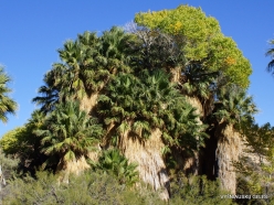 Joshua Tree National Park. Lost Palms Oasis. Desert Fan Palm (Washingtonia filifera) (3)