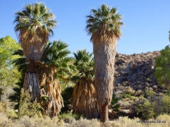 Joshua Tree National Park. Lost Palms Oasis. Desert Fan Palm (Washingtonia filifera) (5)
