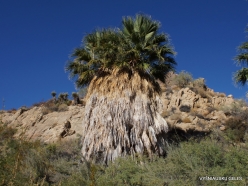 Joshua Tree National Park. Lost Palms Oasis. Desert Fan Palm (Washingtonia filifera) (7)