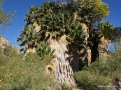 Joshua Tree National Park. Lost Palms Oasis. Desert Fan Palm (Washingtonia filifera)