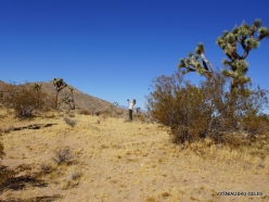 Joshua Tree National Park. Mojave desert (10)